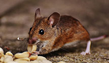 24 Hour & Emergency Exterminators in Twin Lakes, WI